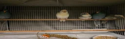 Parakeets birds for sale: Kakariki babies  - Advert 25