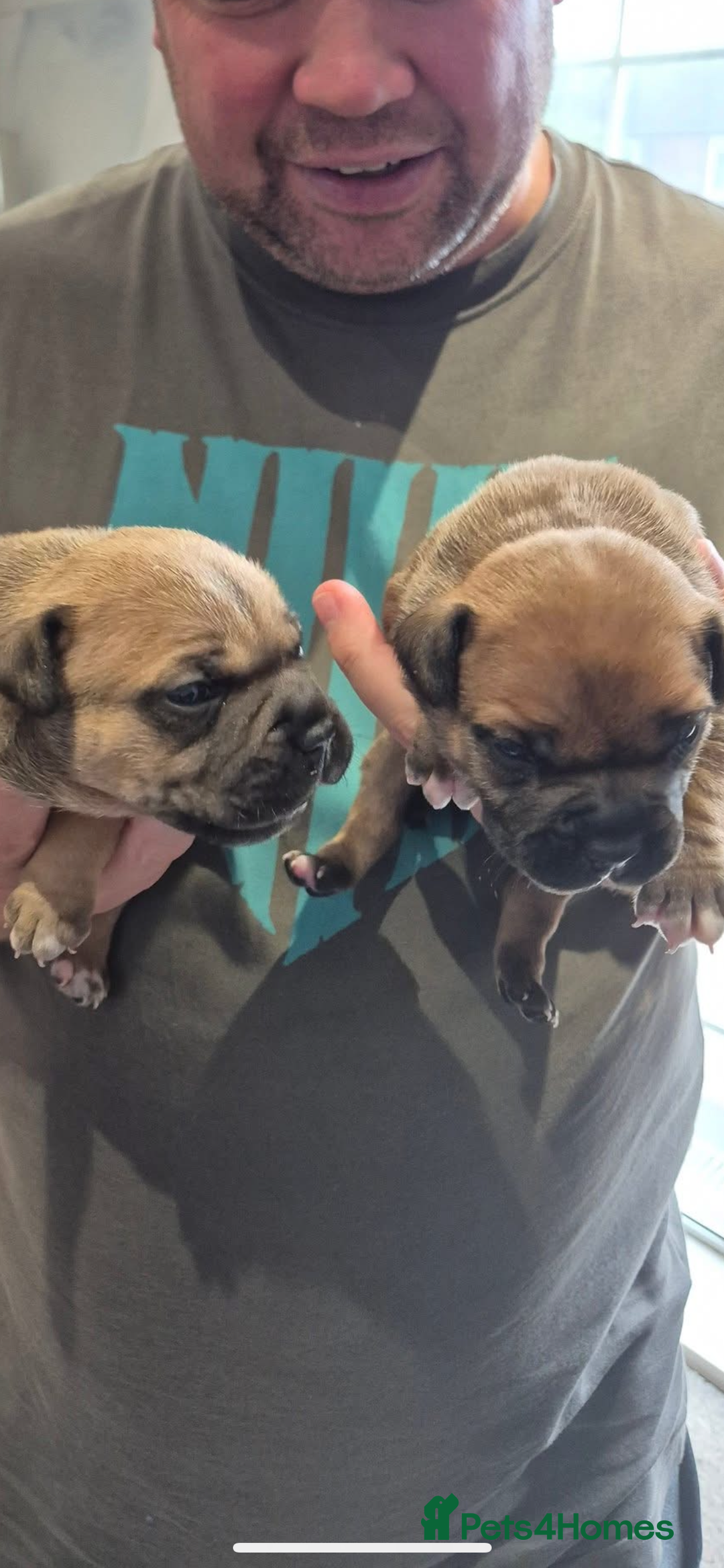 Staffordshire Bull Terrier dogs for sale: Beautiful chunky red staffys  - Advert 9