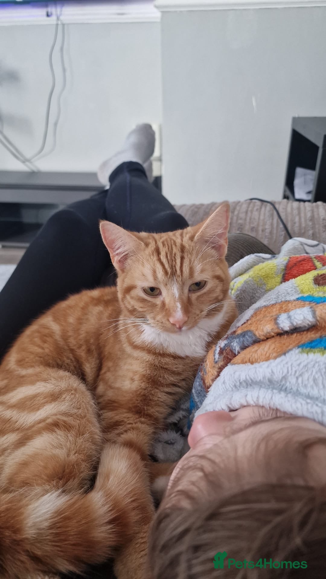 Mixed Breed cats for sale: 2 sister looking for new home  - Image 4