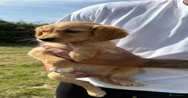 Golden Retriever dogs - Advert 1