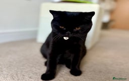 Scottish Fold cats for sale: Scottish fold and straight ear kittens in Harrow - Image 37