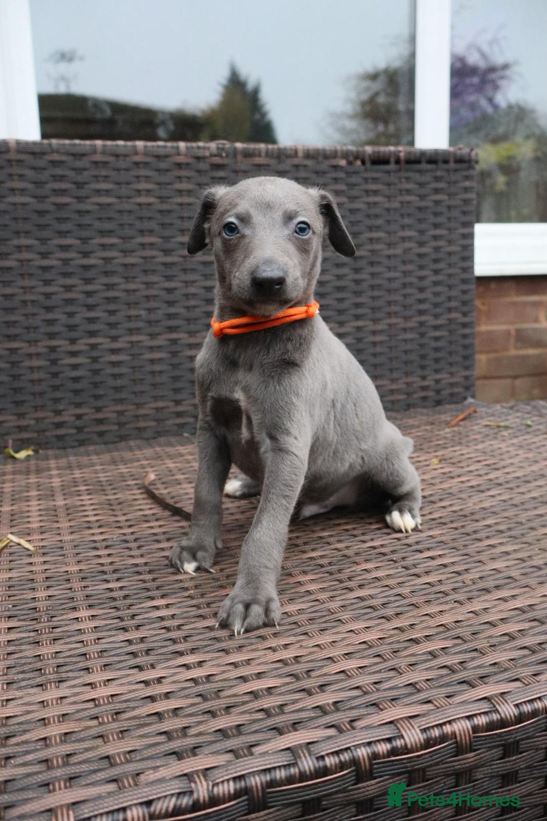 Whippet dogs for sale: KC registered Whippet pups - Advert 16