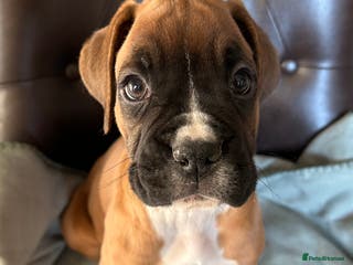 Boxer dogs 5 STAR LICENSE BREDDER 22 years experience - Advert 1
