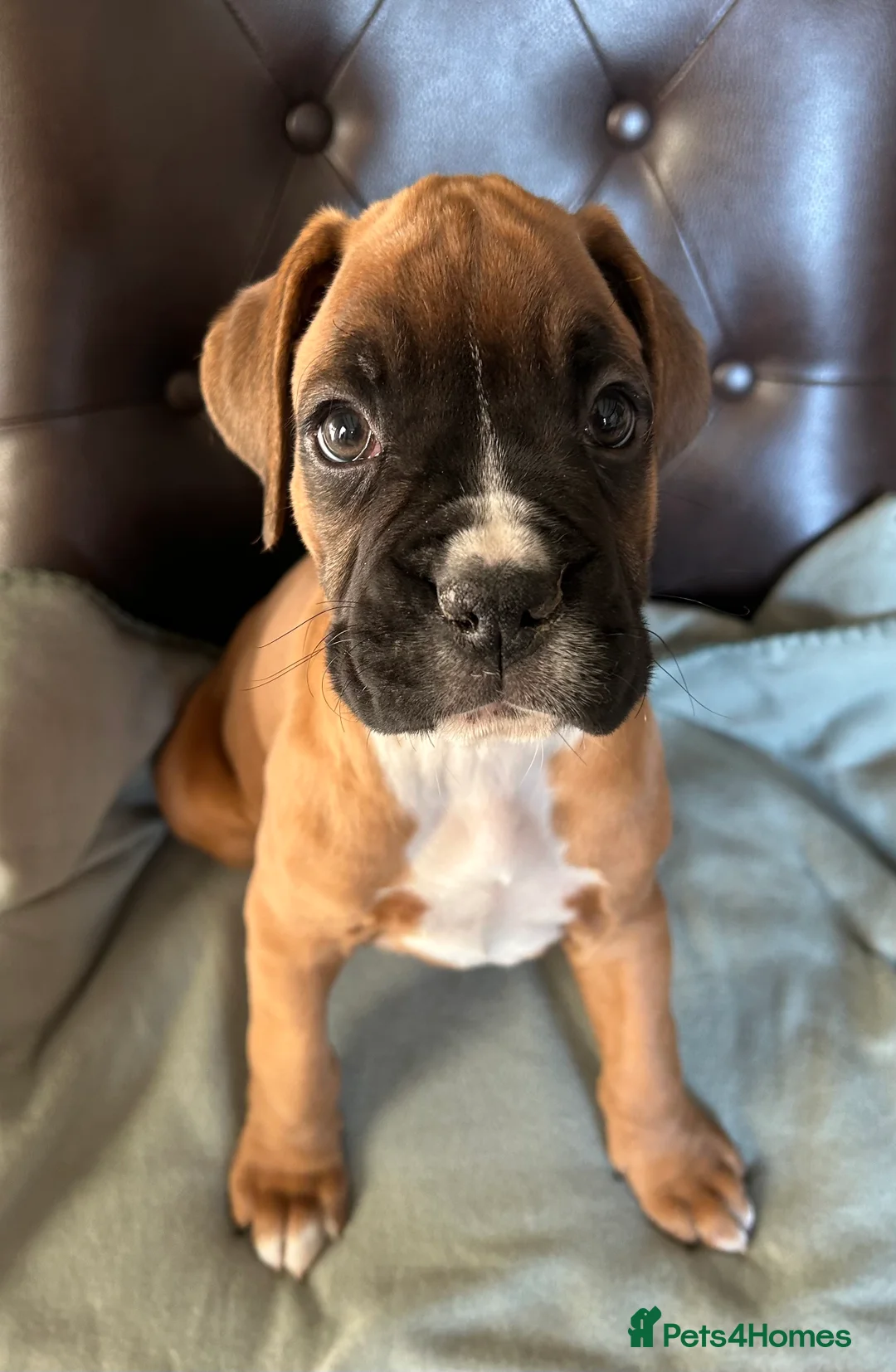 Boxer dogs for sale: 5 STAR LICENSE BREDDER 22 years experience  - Advert 4