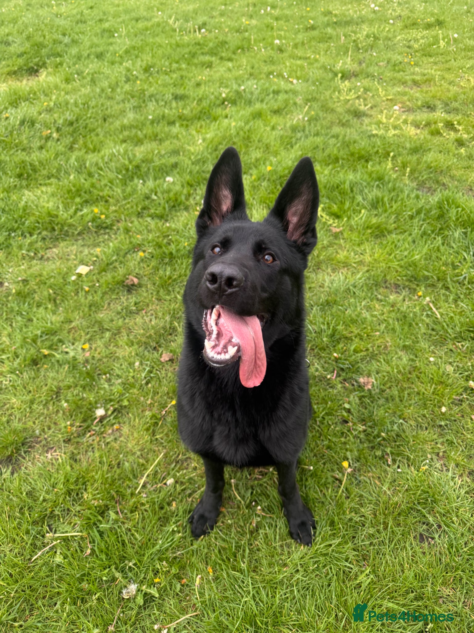 German Shepherd dogs 9 month old short haired gsd - Advert 1
