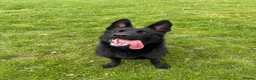 German Shepherd dogs for sale: 9 month old short haired gsd - Advert 1