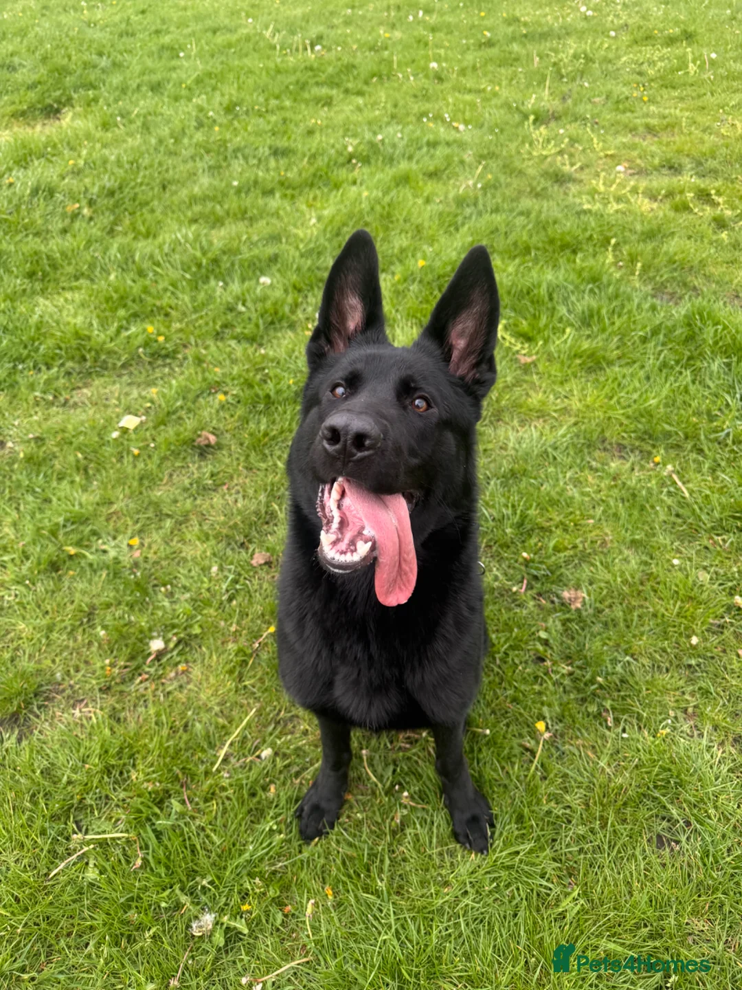 German Shepherd dogs for sale: 9 month old short haired gsd - Advert 1