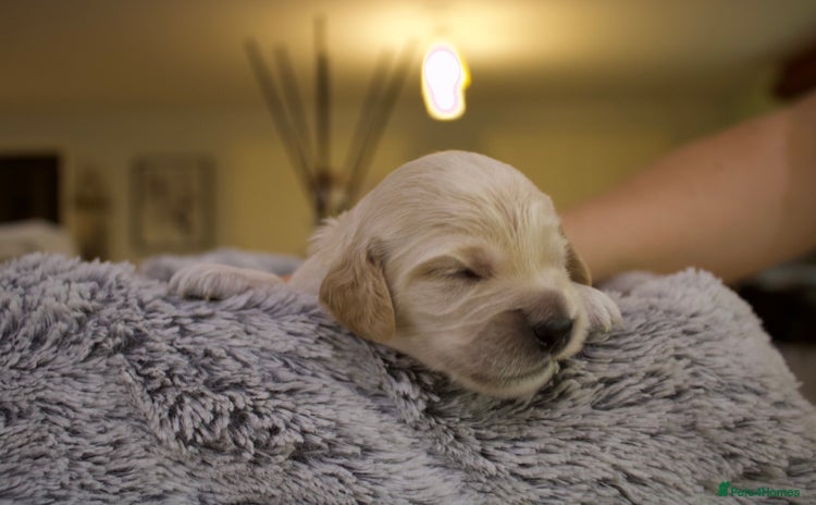Cockapoo dogs - Advert 1