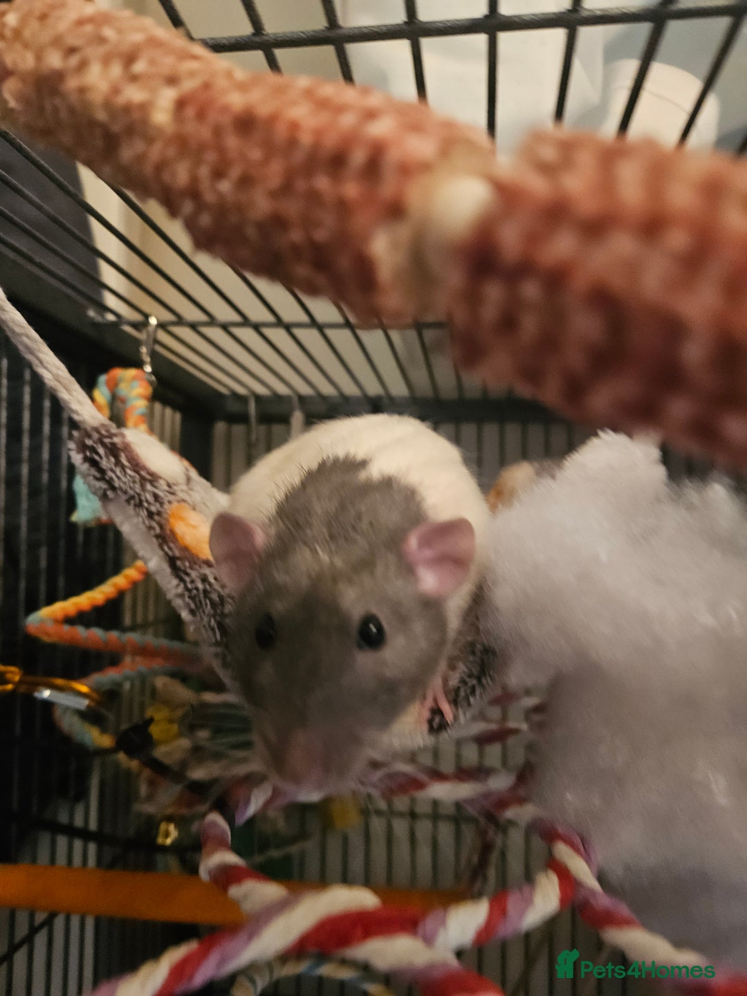 Rat rodents for sale: Rats  - Image 2