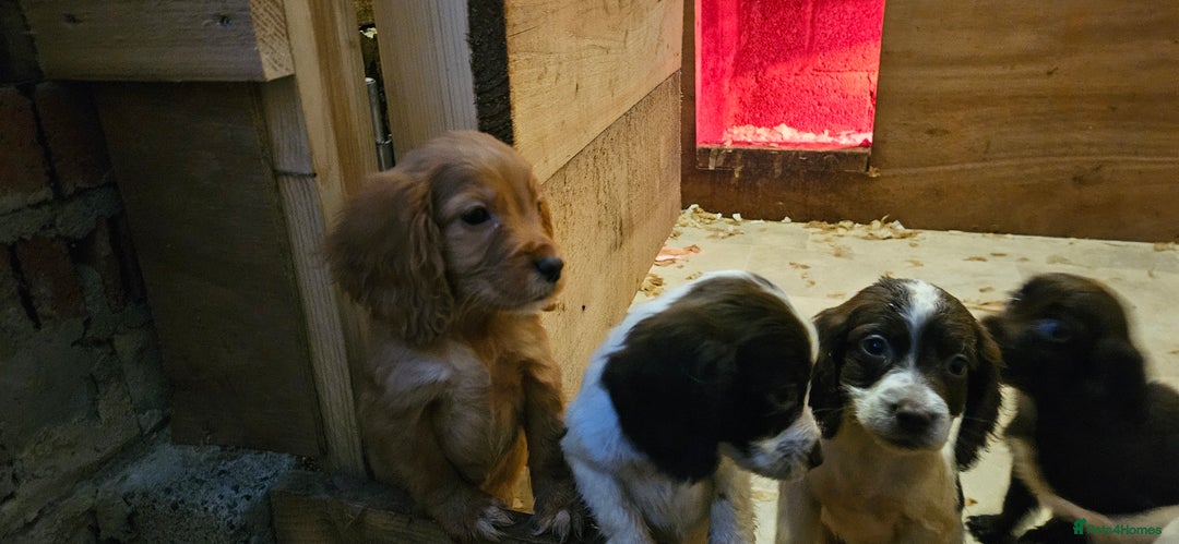 Cocker Spaniel dogs for sale: Beautiful cocker spaniels  - Advert 10