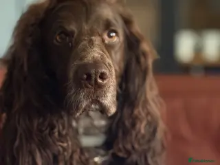 Field Spaniel dogs Polish Hunting Spaniel - Advert 5