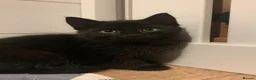 Mixed Breed cats for sale: Gorgeous kittens - Advert 10