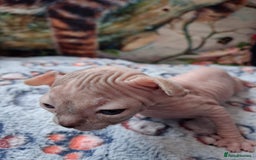 Sphynx cats for sale: Sphynx Kittens - Image 8