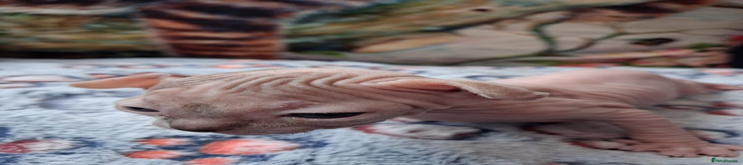 Sphynx Kitten 4