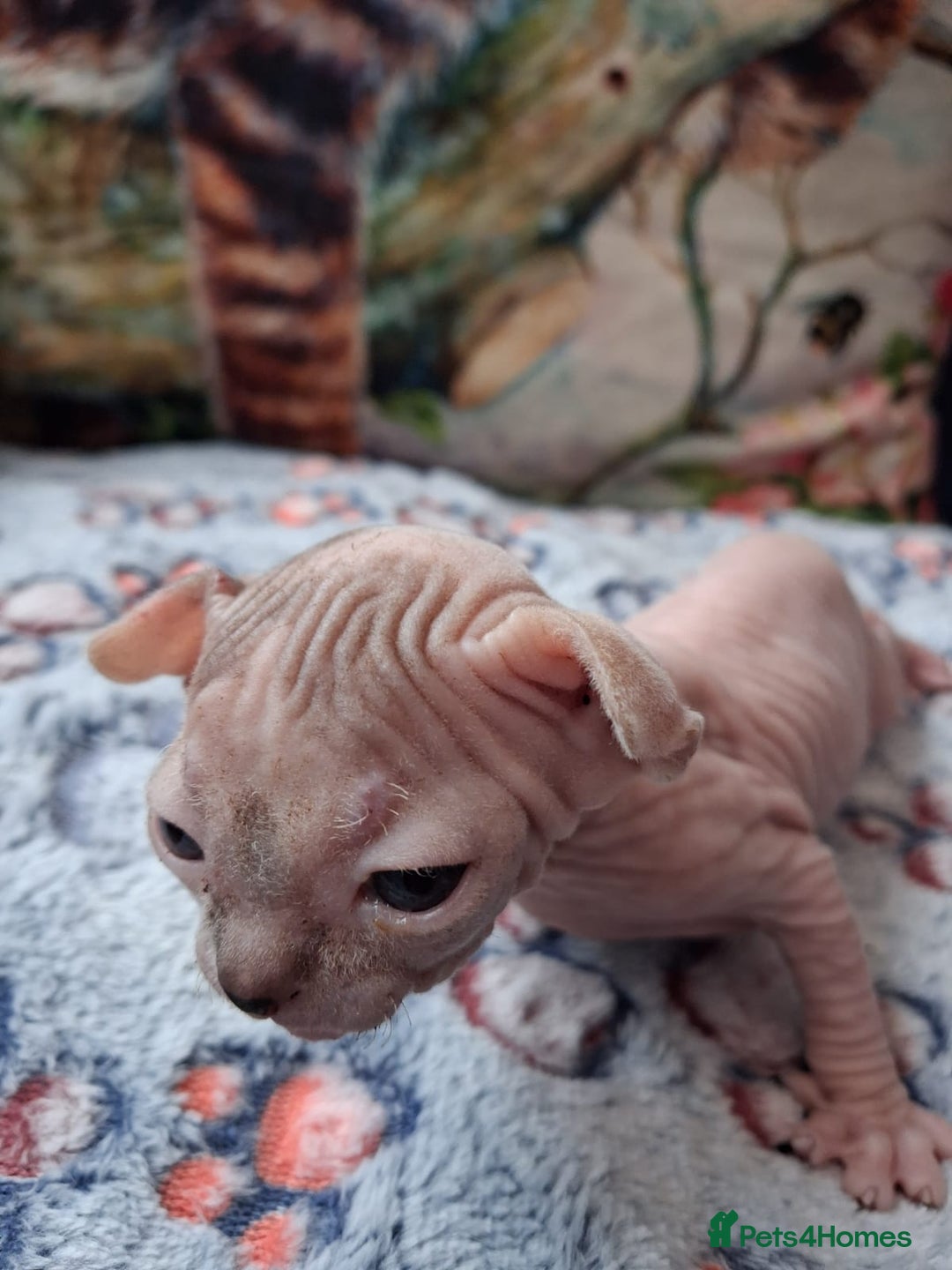 Sphynx cats for sale: Sphynx Kittens - Image 8