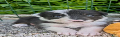 Border Collie Puppy 5