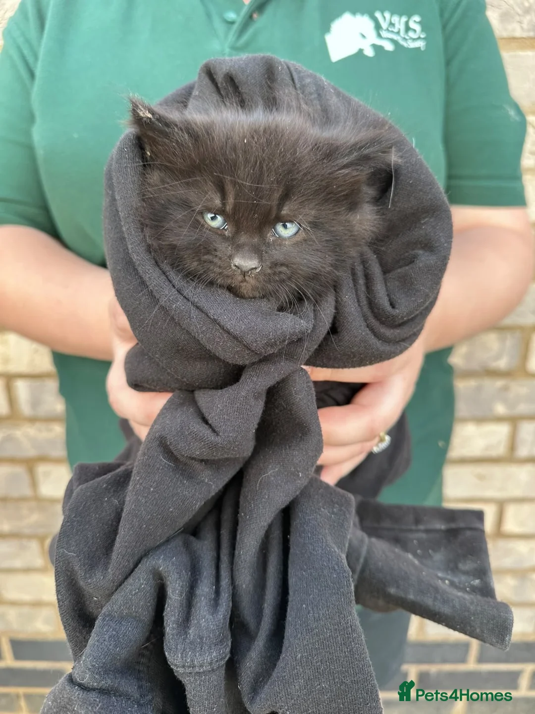 Mixed Breed cats for sale: * READY NOW* cute fluffy black kittens  - Advert 1