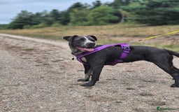Mixed Breed dogs for sale: Bulldog x Staffie for rehoming.  - Image 18
