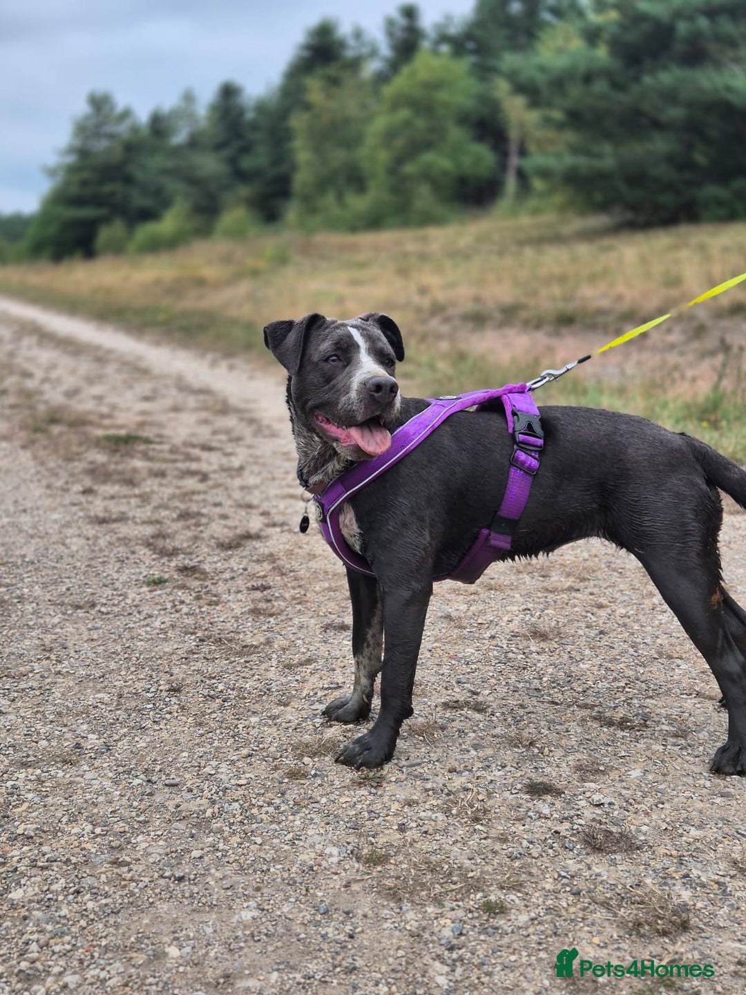 Mixed Breed dogs for sale: Bulldog x Staffie for rehoming.  - Image 18