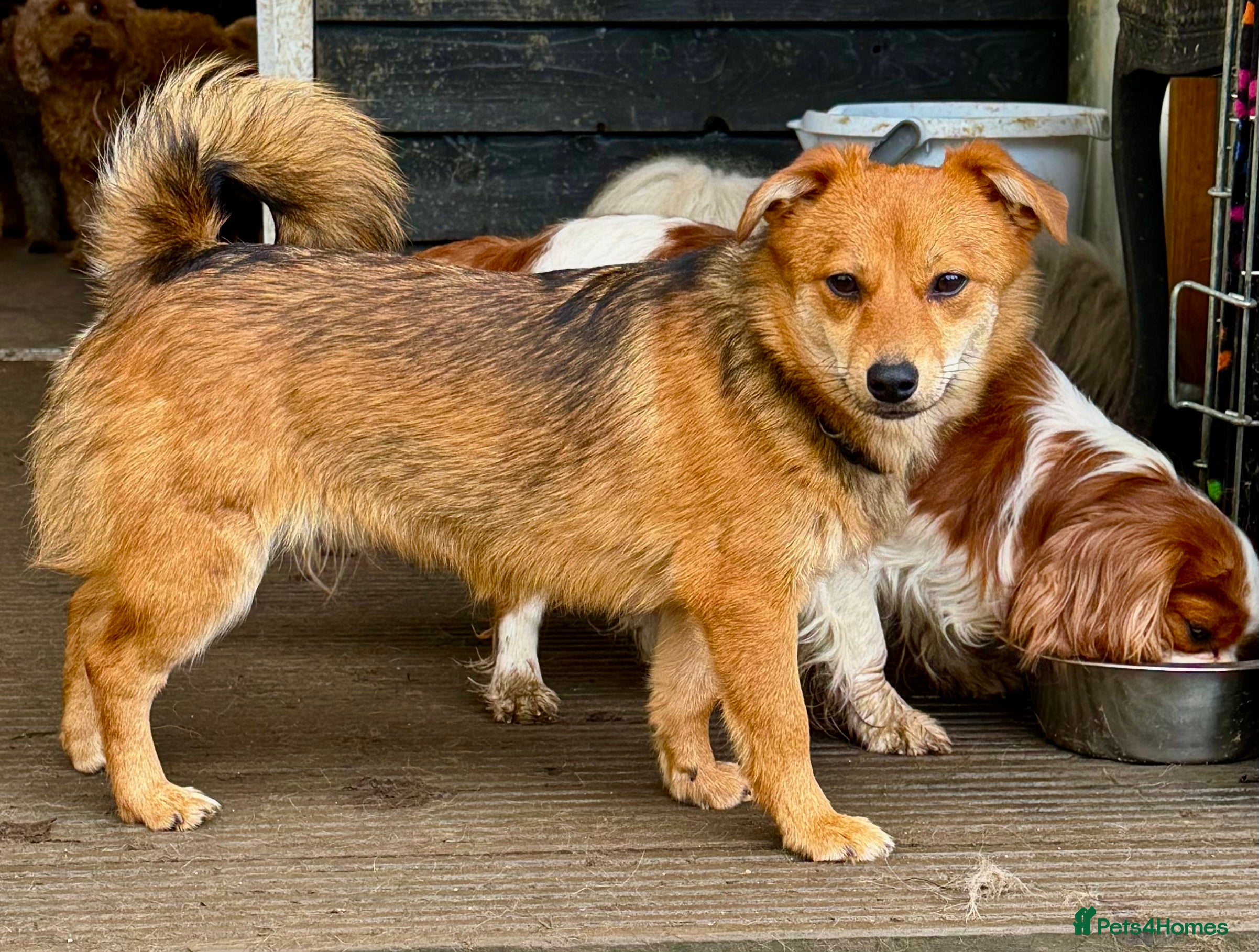 Border Collie dogs 🐾 MAYA – Female Border Collie (Very Small) - Advert 4
