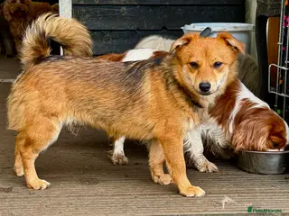 Border Collie dogs 🐾 MAYA – Female Border Collie (Very Small) - Advert 4