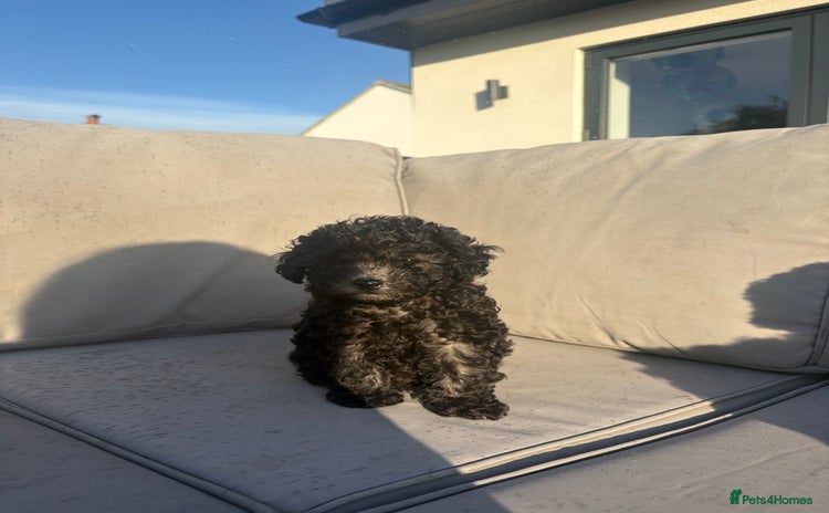 Yorkiepoo dogs - Advert 2