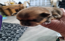 Pomeranian dogs for sale: Beautiful Pomeranians  - Image 6