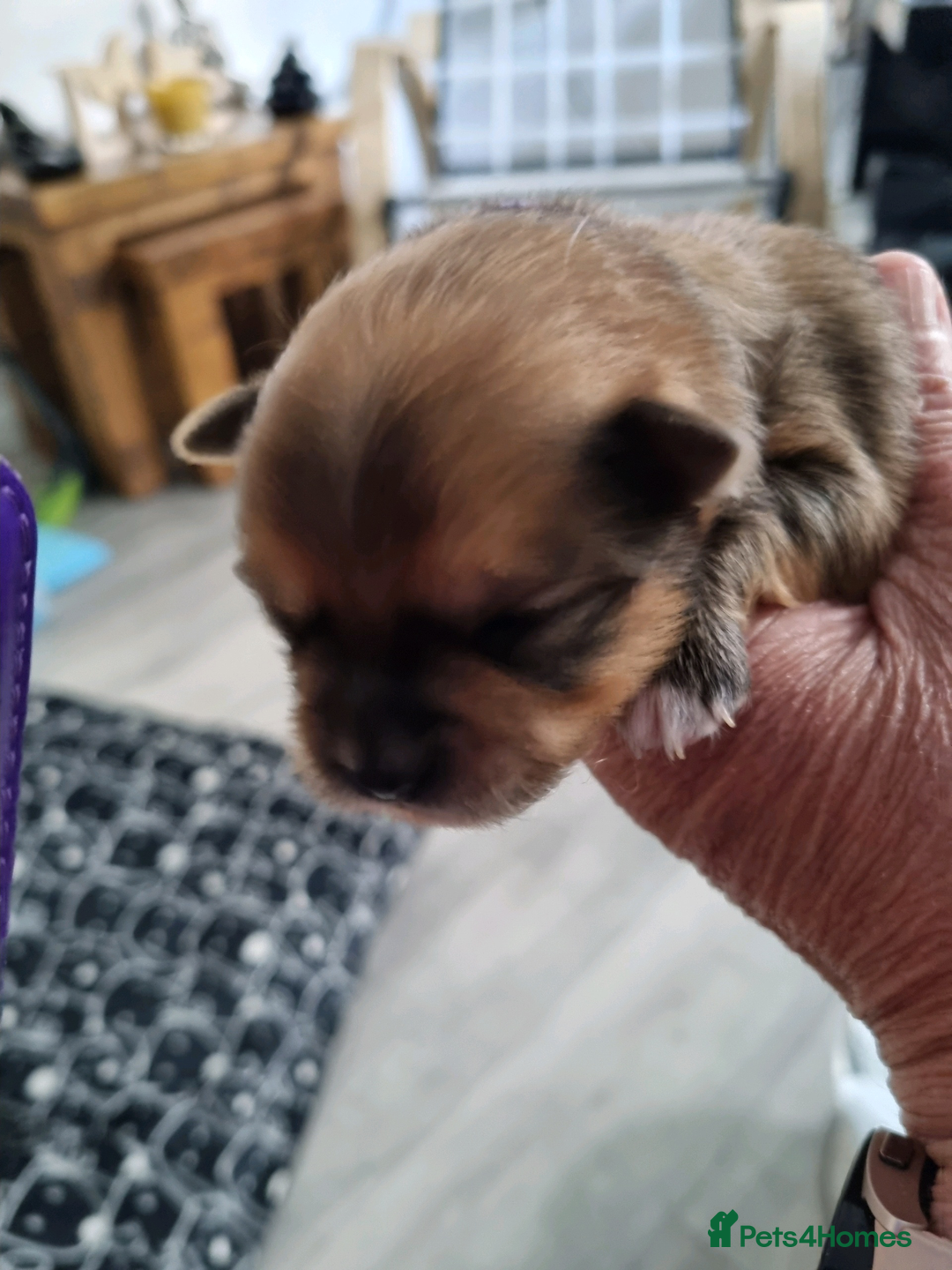 Pomeranian dogs for sale: Beautiful Pomeranians  - Image 6
