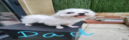 Maltipoo dogs for sale: Maltipoo F1 Toy Size, KC Parents, DNA Tested Clear - Advert 17