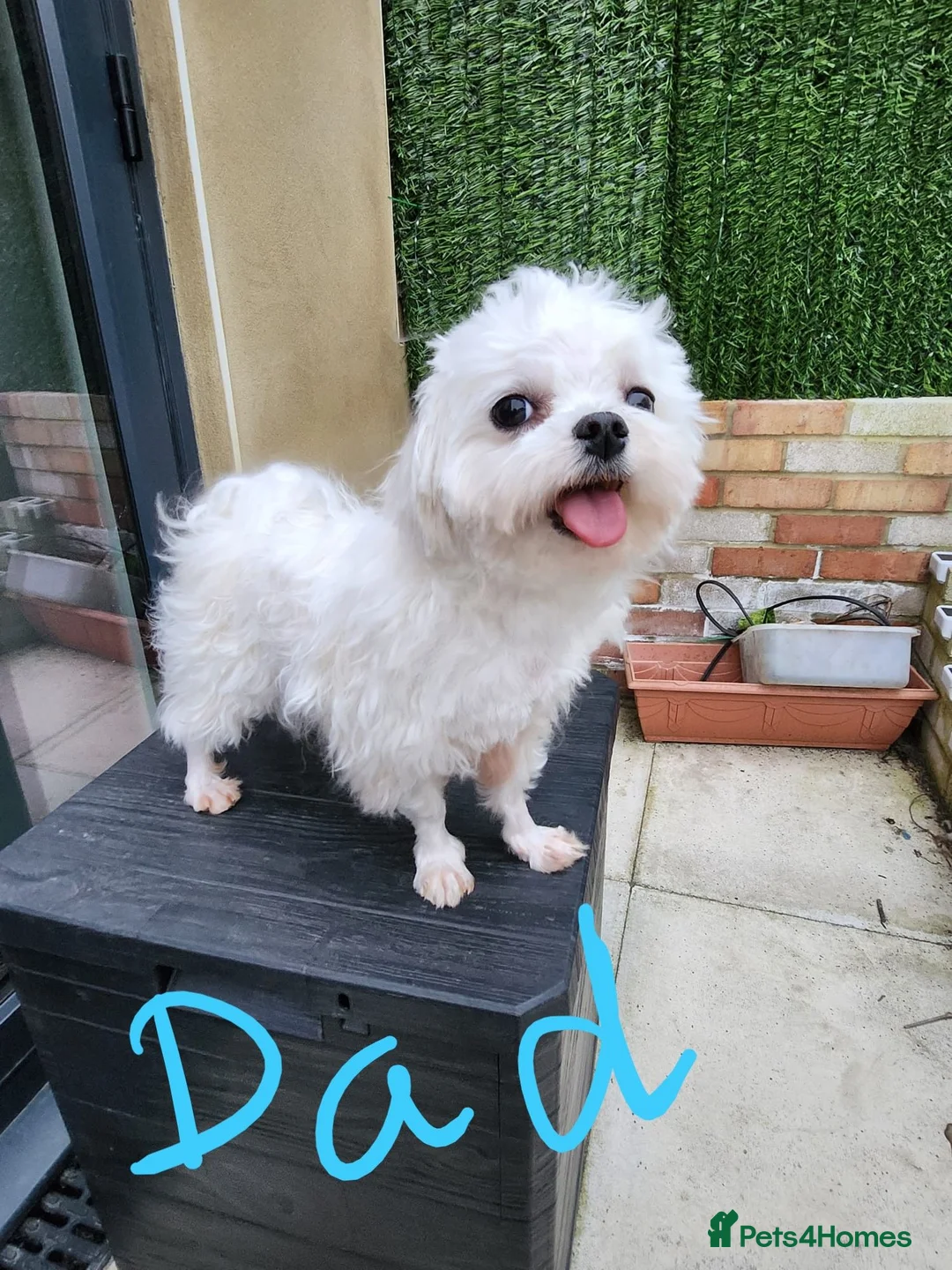 Maltipoo dogs for sale: Maltipoo F1 Toy Size, KC Parents, DNA Tested Clear - Advert 17