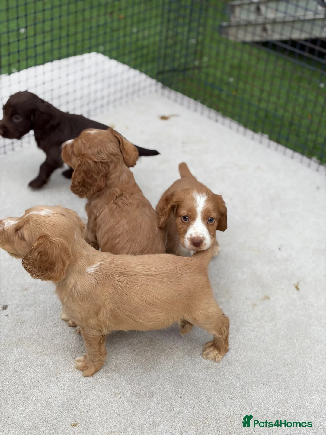 Sprocker dogs for sale: Working sprocker spaniels  - Advert 2
