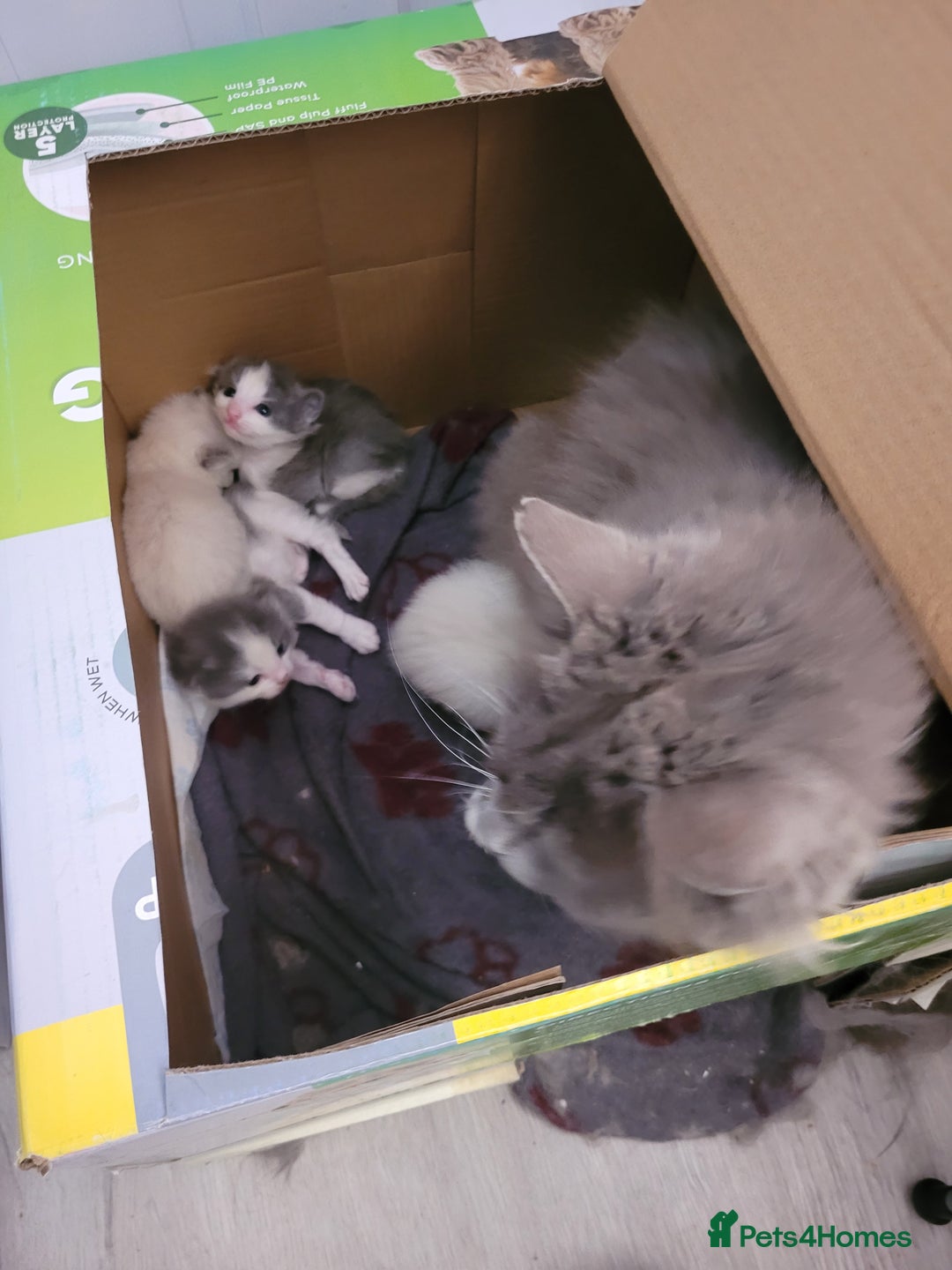 Ragdoll cats for sale: Ragdoll cross Somali kittens  - Image 16