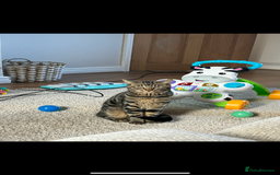 Domestic Shorthair cats for sale: quincy  - Image 3