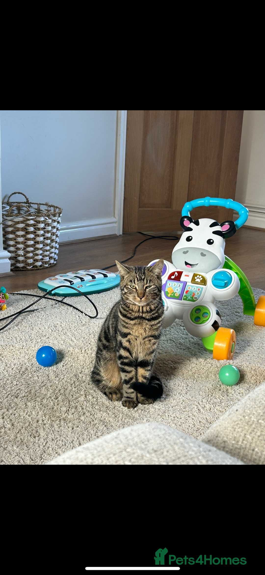 Domestic Shorthair cats for sale: quincy  - Image 3