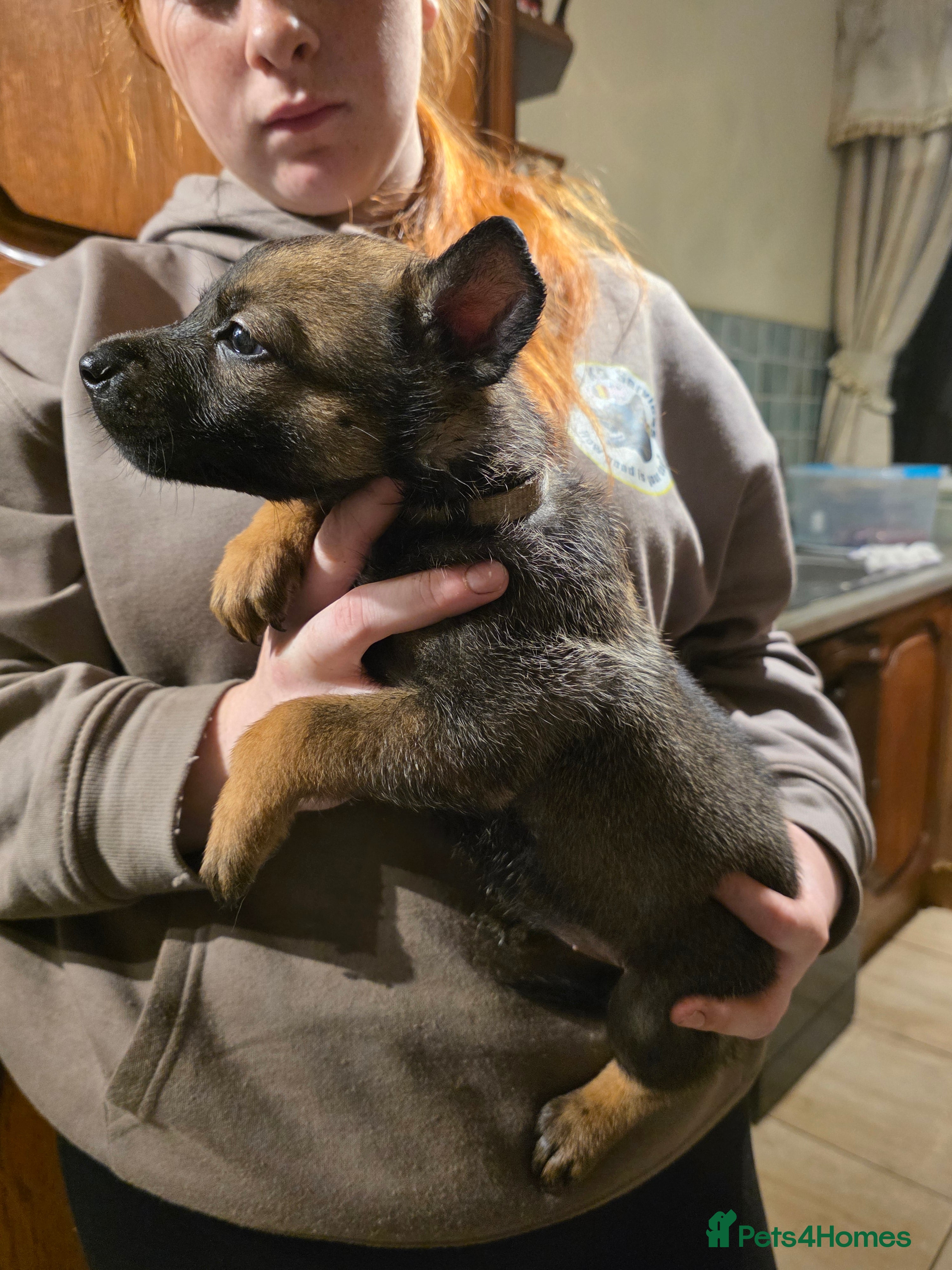 Belgian Shepherd Dog dogs 🔥🔥LAMPAK9 🇧🇪  Belgian Malinois 🔥🔥 - Advert 2