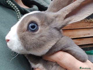Rex rabbits Gorgeous mini rex looking for forever homes - Advert 11