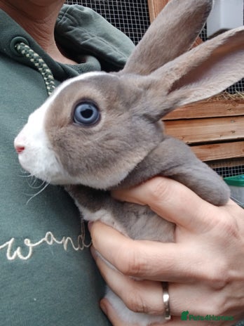 Rex rabbits Gorgeous mini rex looking for forever homes - Advert 5