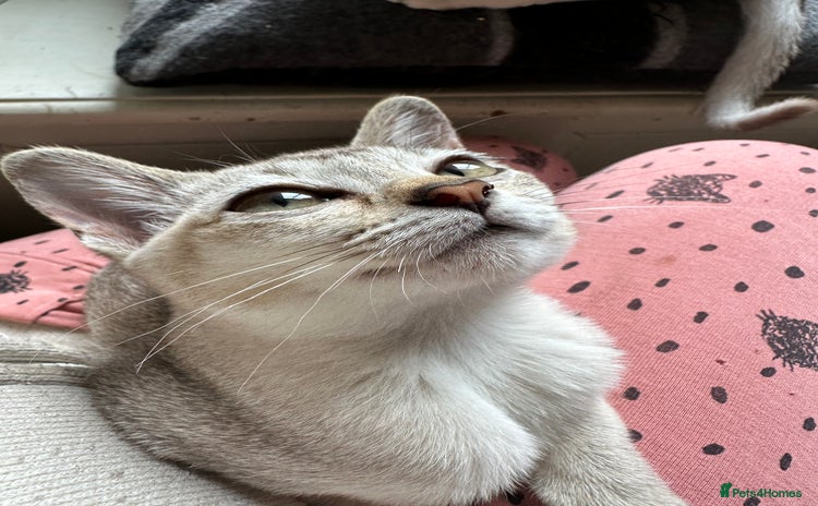 Asian cats - Advert 2