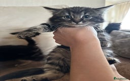 Siberian cats for sale: 5 beautiful miniature kittens  - Advert 11