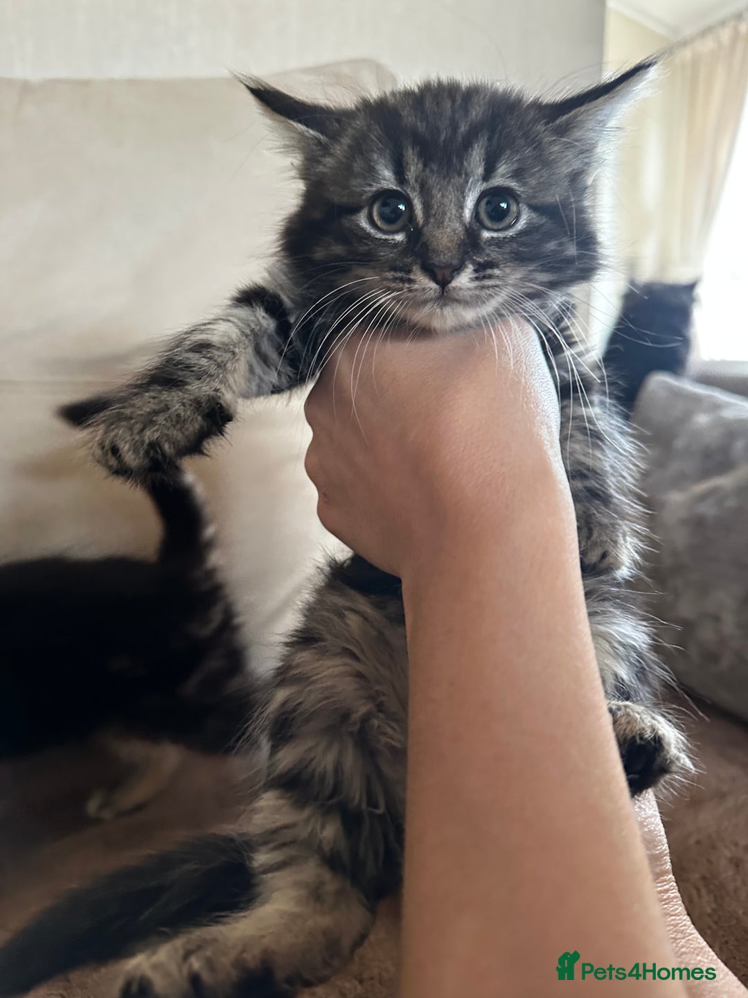 Siberian cats for sale: 5 beautiful miniature kittens  - Advert 11