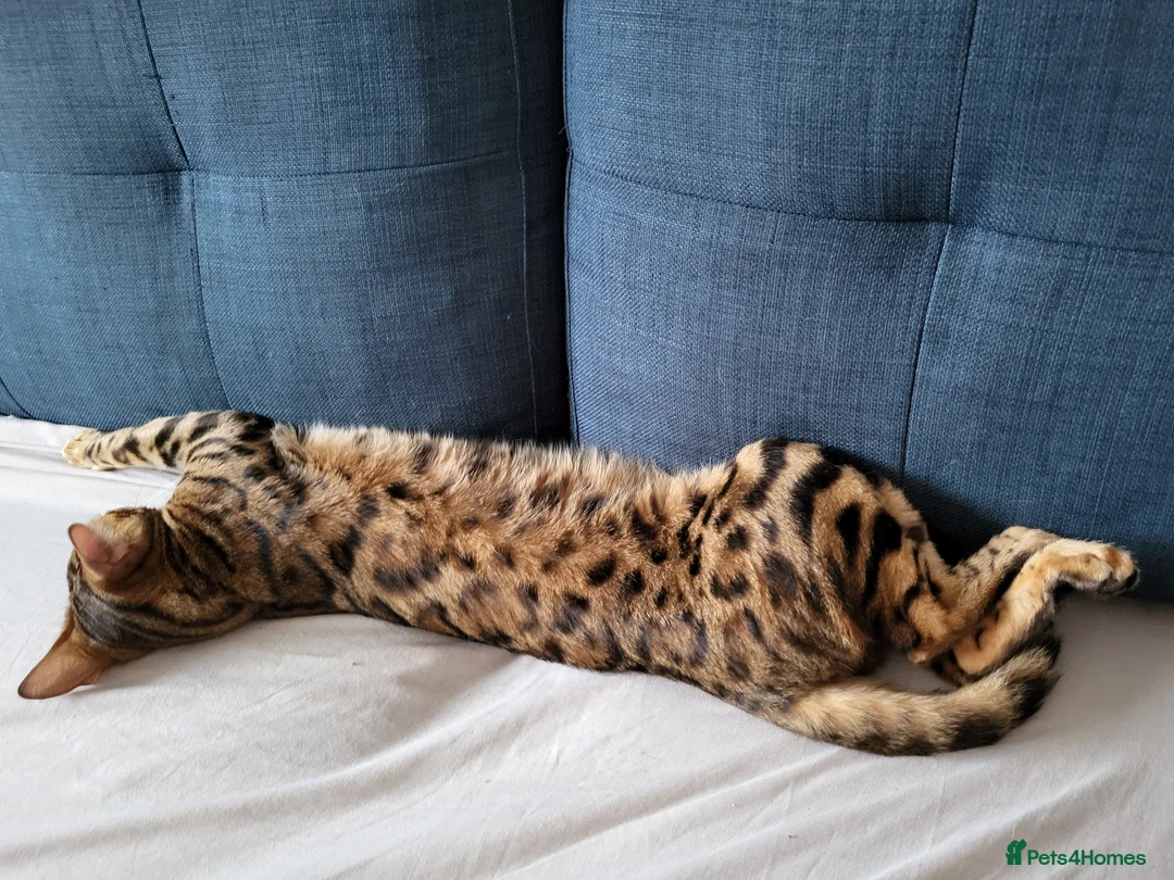 Bengal cats for sale: Female bengal  in Deal - Advert 10