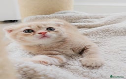 Scottish Fold cats for sale: Adorable Kittens Ready For New Home - Image 7