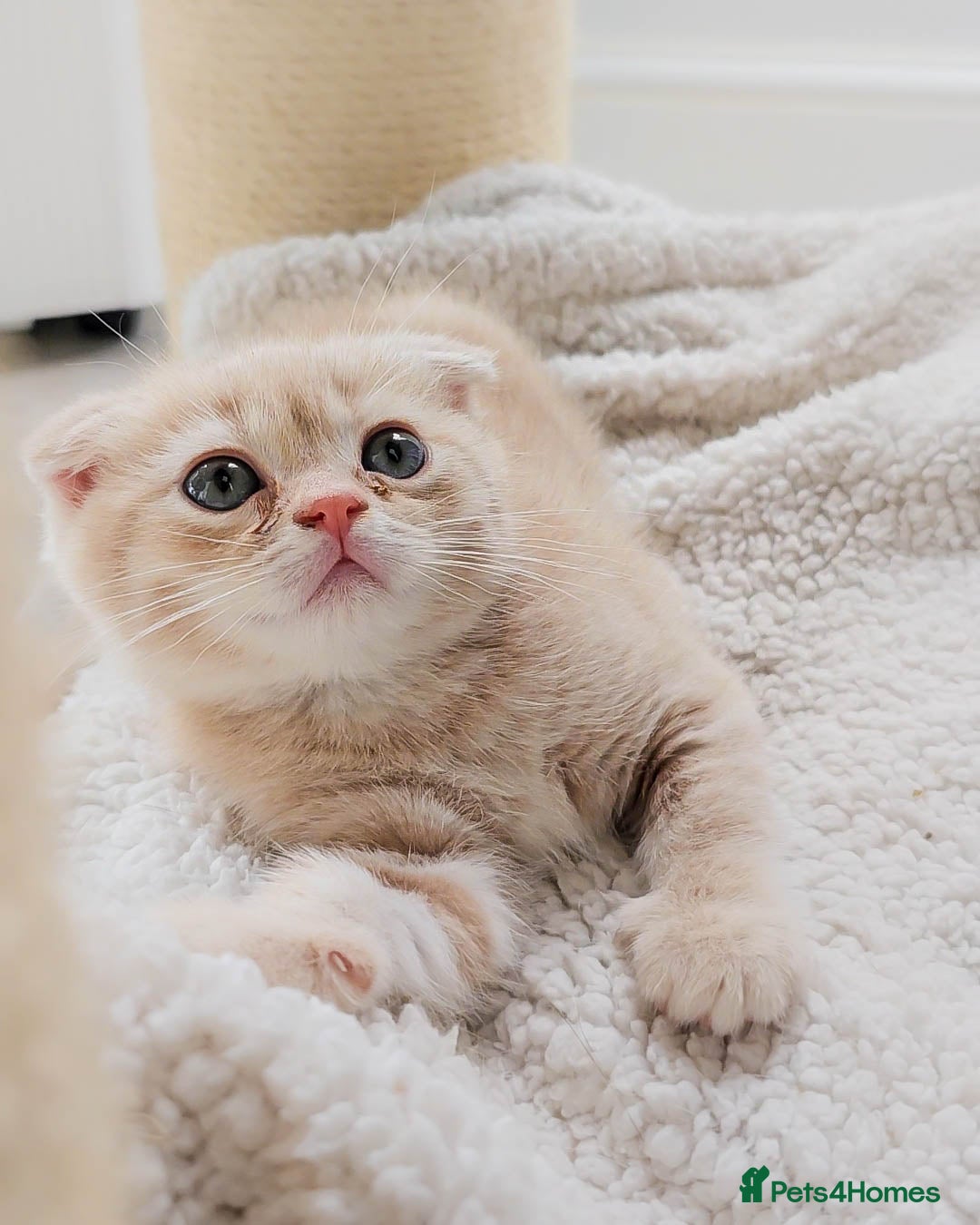 Scottish Fold cats for sale: Adorable Kittens Ready For New Home - Image 7