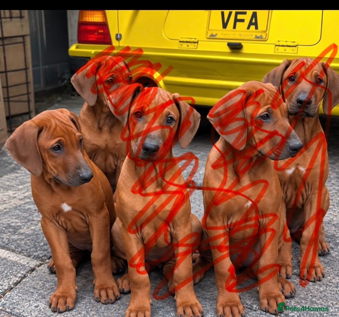 Rhodesian Ridgeback dogs KC RHODESIAN RIDGEBACK PUPPIES FOR SALE  - Advert 9
