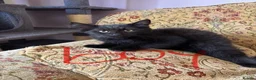 European cats for sale: Kittens for sale  in Coventry - Advert 3