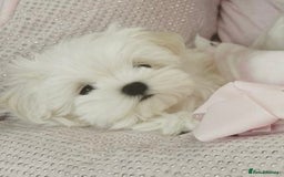 Maltese dogs for sale: Tiny Exquisite Full Korean Bambelina Maltese. - Image 14