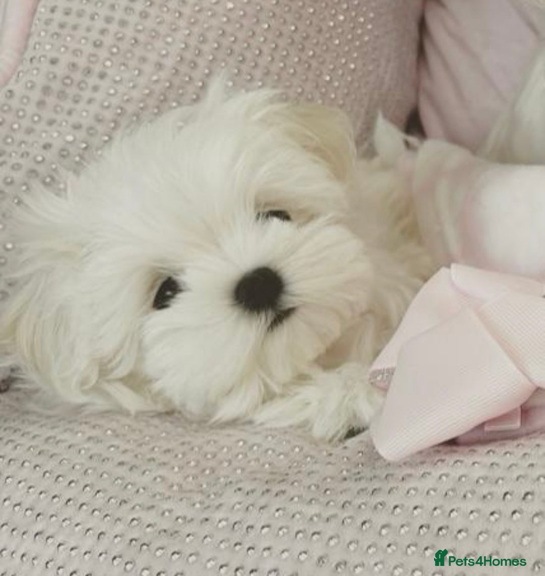 Maltese dogs for sale: Tiny Exquisite Full Korean Bambelina Maltese. - Image 14