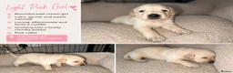 Goldador dogs for sale: Beautiful Goldador Puppies  - Advert 13