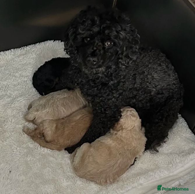 Poodle dogs Classic Poodle Puppies–Timeless Beauty - Advert 2