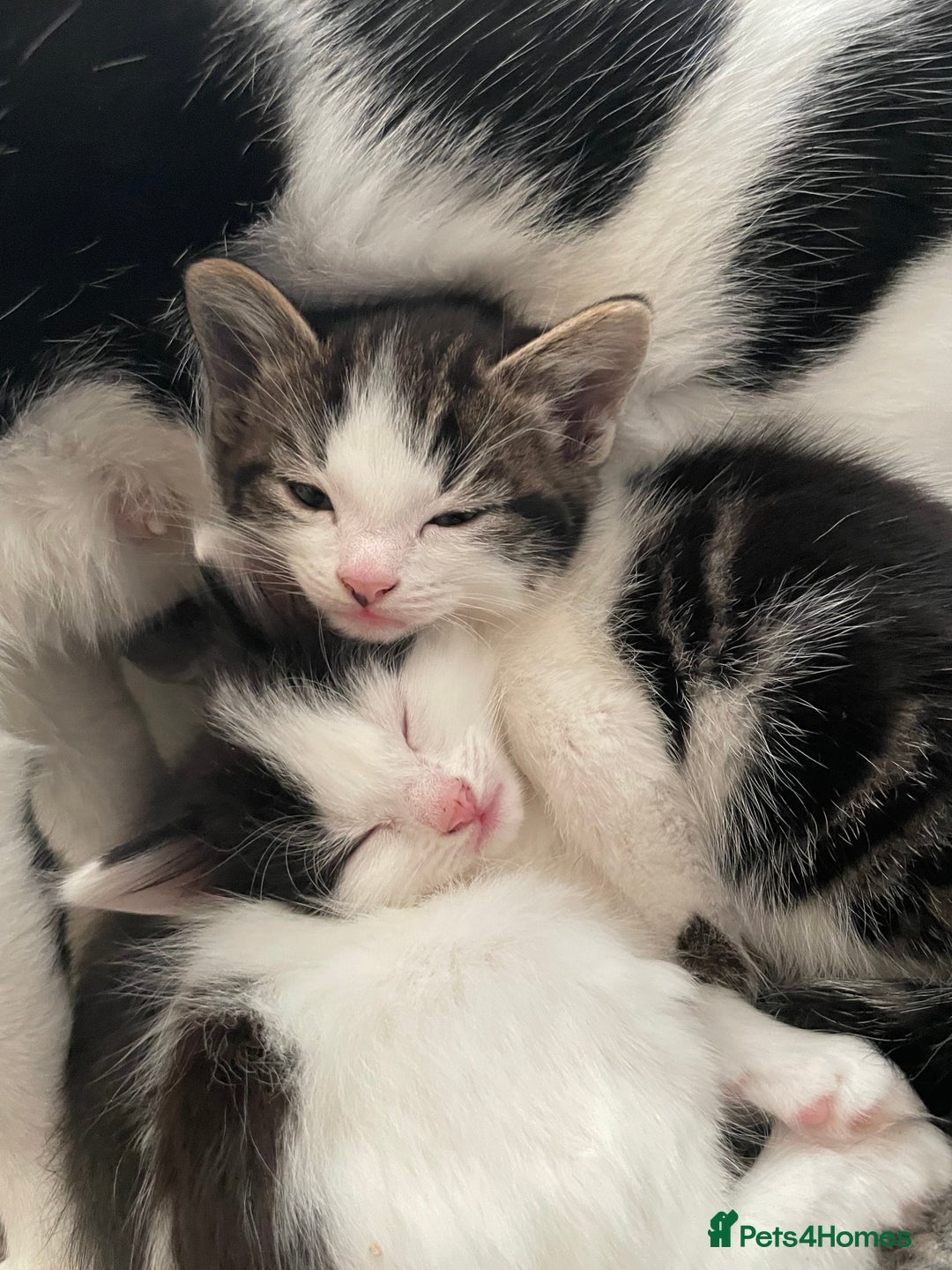 Mixed Breed cats for sale: Beautiful female kittens - Advert 3